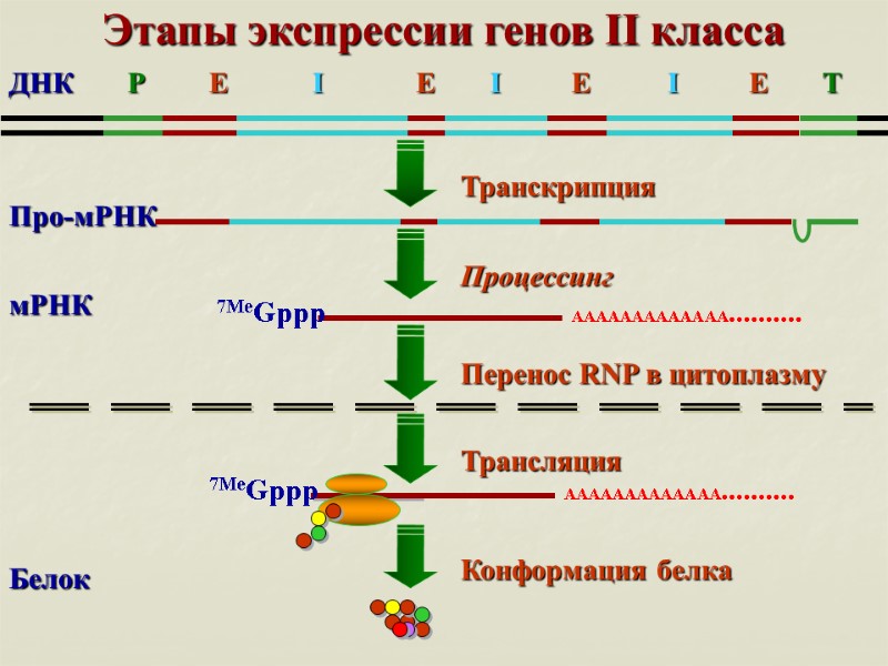 T P Этапы экспрессии генов II класса